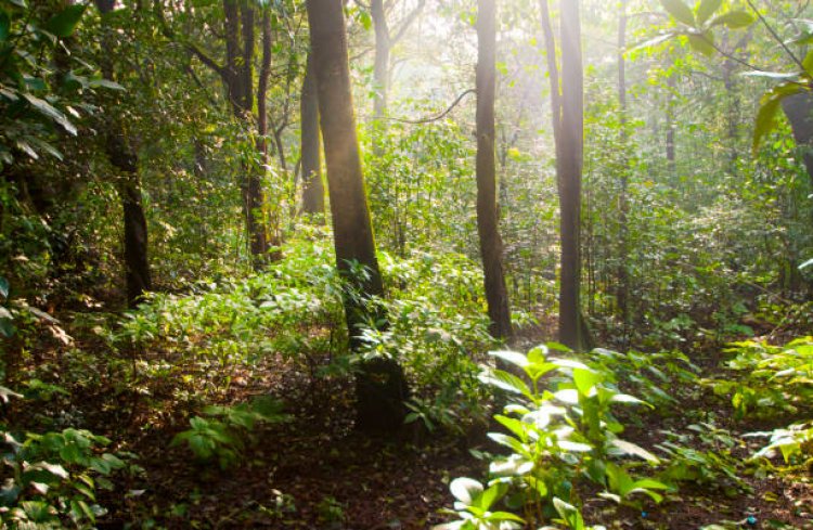 भारत में 2,261 वर्ग किमी बढ़ा जंगल, सबसे ज्यादा आंध्र प्रदेश में हुई वृद्धि