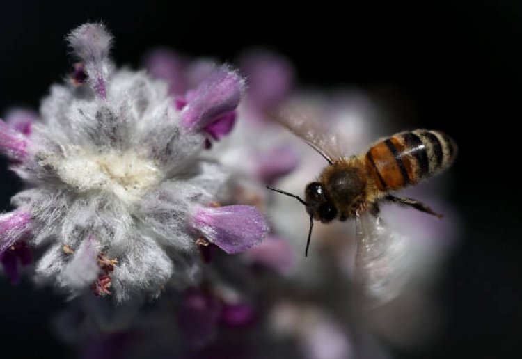 Climate change: जलवायु परिवर्तन के कारण बदल रहा है फूलों का रंग, मधुमक्खियों के अस्तित्व पर मंडरा रहा है खतरा