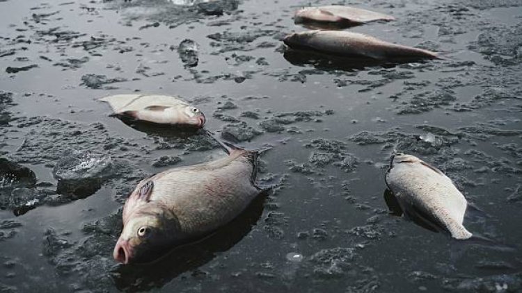 सूरत की कीम नदी में जहरीले केमिकल वाले पानी के कारण हज़ारों मछलियों की हुई मौत