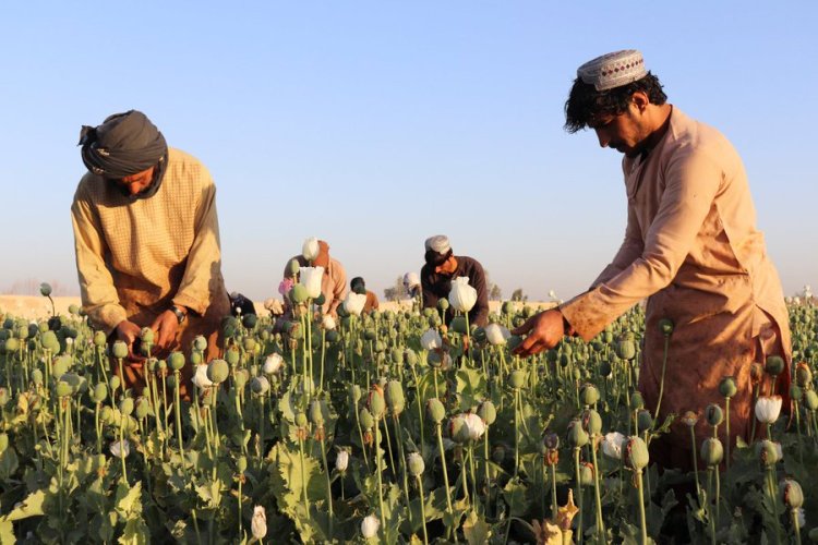 Afghanistan: अफगानिस्तान में तालिबान सरकार ने अफीम की खेती पर लगाया प्रतिबंध