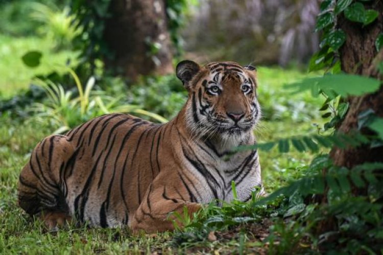 Ramgarh Vishdhari Tiger Reserve : देश का 52वां टाइगर रिजर्व बना रामगढ़ विषधारी अभयारण्य ,राजस्थान में चौथा टाइगर रिजर्व