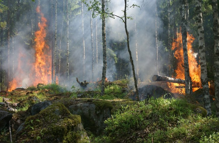 उत्तराखंड में लगातार बढ़ रही हैं जंगल में आग की घटनाएं, 24 घंटों में कुल 12 घटनाएं दर्ज