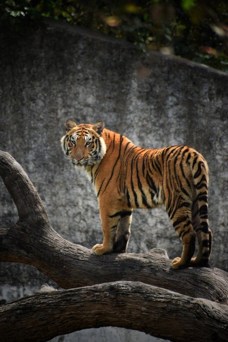 International Tiger Day: क्यों मनाया जाता है विश्व बाघ दिवस, जानें भारत में बाघों की क्या है स्थिति