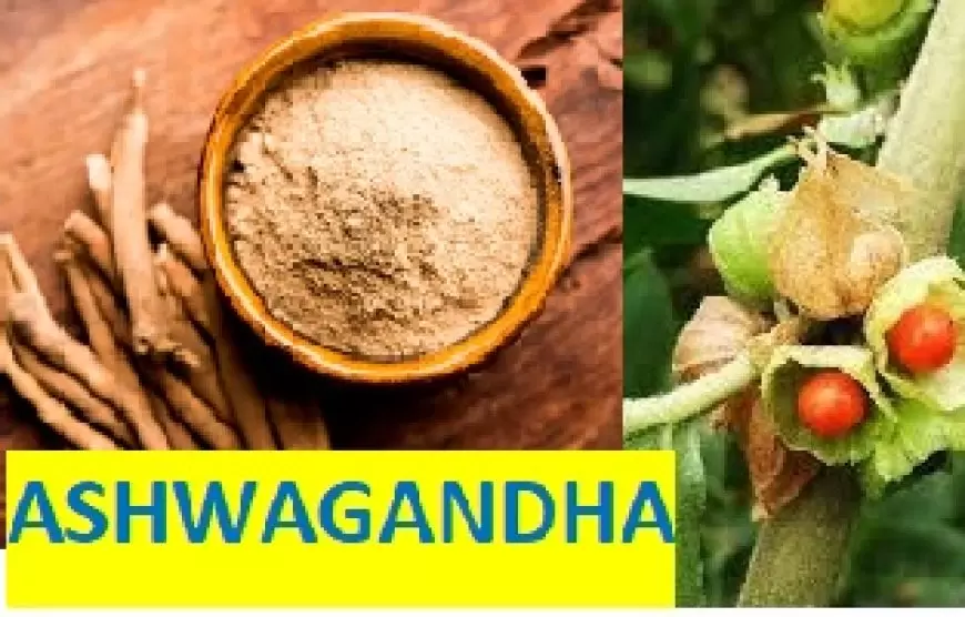 Benefits of ashwagandha: जानिए अश्वगंधा के ये शक्तिशाली फायदे , जानकर रह जाएंगे दंग