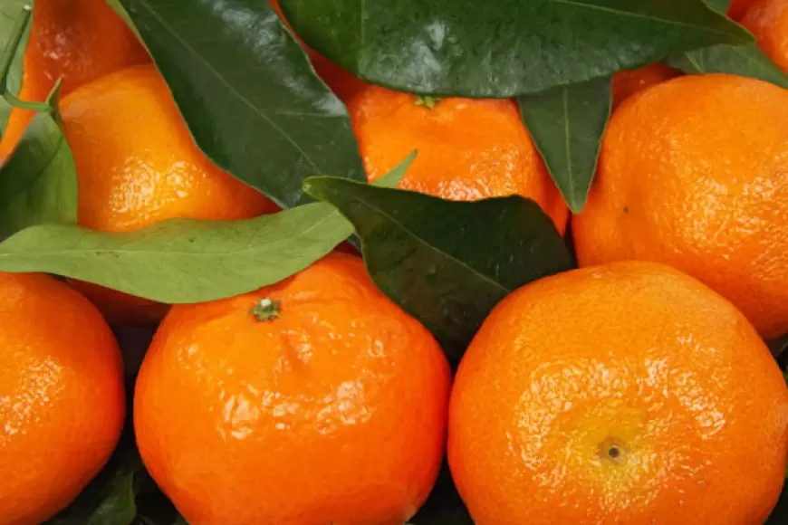 Oranges Benefits: संतरा: जानिए स्वास्थ्य के लिए इस आदर्श फल के लाभ