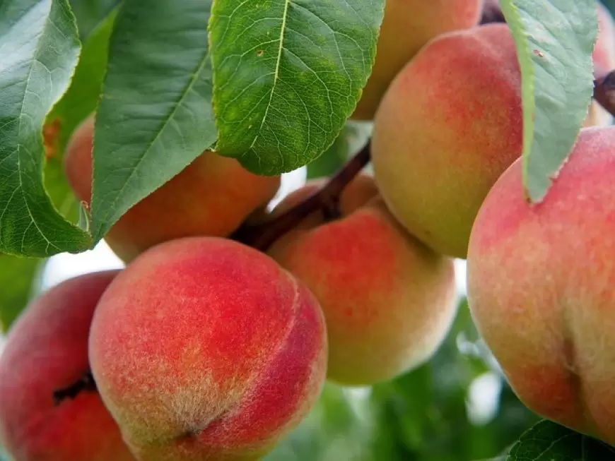 Benefits of Peach: आड़ू के अद्भुत स्वास्थ्य लाभ,आड़ू क्यों है त्वचा और पाचन के लिए फायदेमंद?