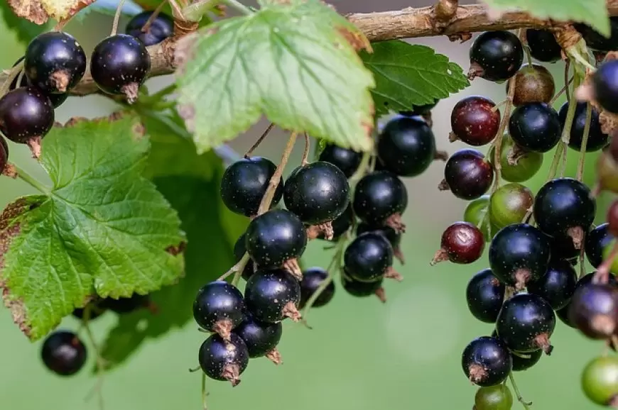 Black Karonda: काला करोंदा का सेवन: एक स्वस्थ और स्वादिष्ट विकल्प