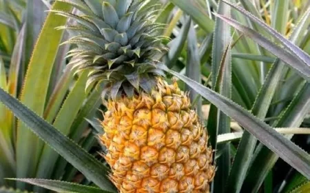 Pineapple health benefits: अनानास खाने के 10 जबरदस्त फायदे – सेहत के लिए क्यों फायदेमंद है यह सुपरफूड