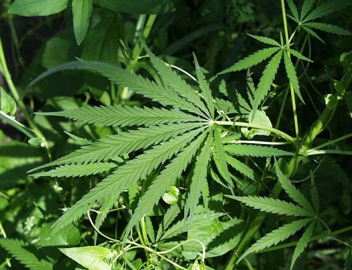 cannabis compounds prevent Covid contamination: laboratory examine