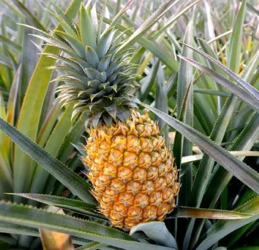 Pineapple health benefits: अनानास खाने के 10 जबरदस्त फायदे – सेहत के लिए क्यों फायदेमंद है यह सुपरफूड