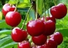 Cherry benefits : चेरी के फायदे: नींद और मूड के लिए बेहतरीन फल