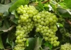 Grapes benefits : अंगूर के फायदे: दिल और दिमाग के लिए सेहतमंद फल