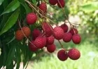 Lychee benefits:  लीची के फायदे: सेहत और स्वाद का अनोखा संगम