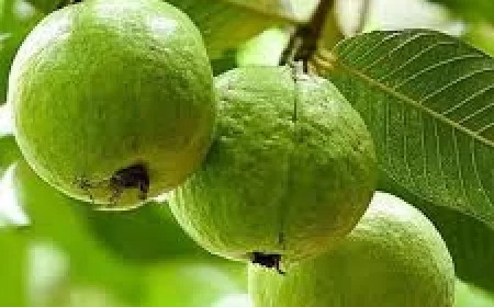 Guava benefits: अमरूद के फायदे: इम्यूनिटी बढ़ाने वाला सुपरफल
