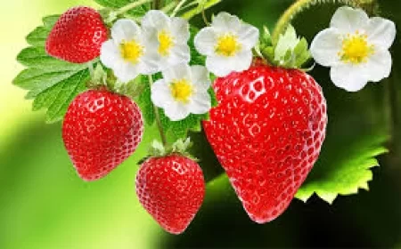 Strawberry benefits:  स्ट्रॉबेरी के फायदे: स्वाद और सेहत का सुपर फ्रूट