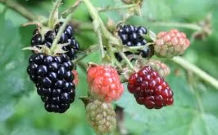 Blackberry benefits : ब्लैकबेरी के फायदे: एंटीऑक्सिडेंट्स से भरपूर सुपर फल