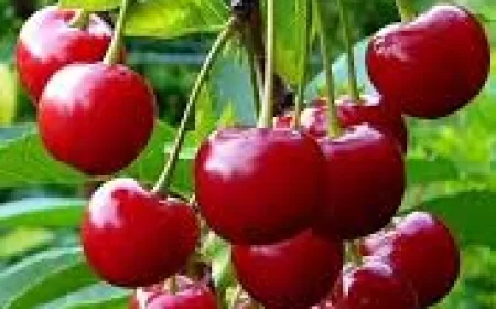 Cherry benefits : चेरी के फायदे: नींद और मूड के लिए बेहतरीन फल