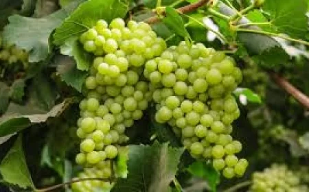 Grapes benefits : अंगूर के फायदे: दिल और दिमाग के लिए सेहतमंद फल