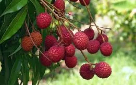 Lychee benefits:  लीची के फायदे: सेहत और स्वाद का अनोखा संगम