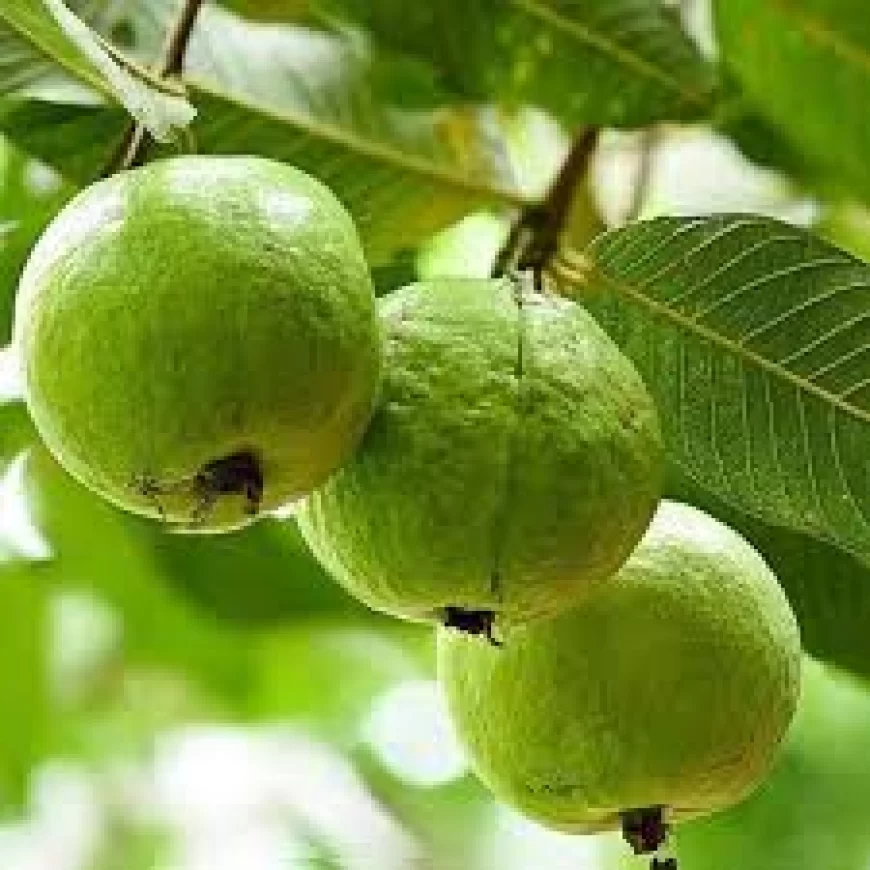 Guava benefits: अमरूद के फायदे: इम्यूनिटी बढ़ाने वाला सुपरफल