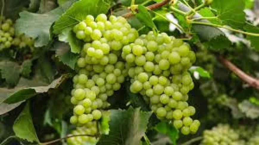 Grapes benefits : अंगूर के फायदे: दिल और दिमाग के लिए सेहतमंद फल