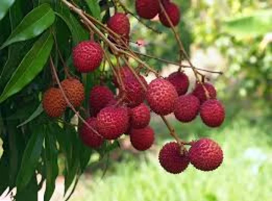 Lychee benefits:  लीची के फायदे: सेहत और स्वाद का अनोखा संगम
