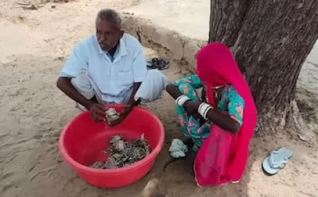 Rajasthan News: बालोतरा में अजीबोगरीब हादसा: किसान की मेहनत की कमाई चट कर गई दीमक, जमीन में छुपाकर रखे थे 5 लाख रुपये