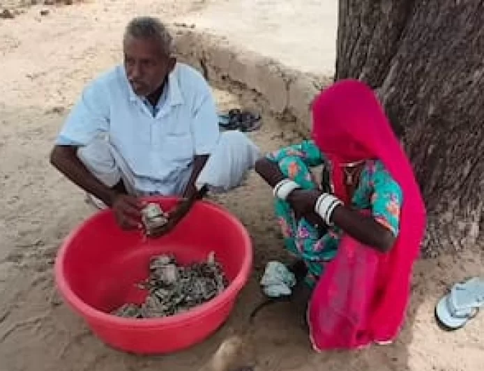 Rajasthan News: बालोतरा में अजीबोगरीब हादसा: किसान की मेहनत की कमाई चट कर गई दीमक, जमीन में छुपाकर रखे थे 5 लाख रुपये