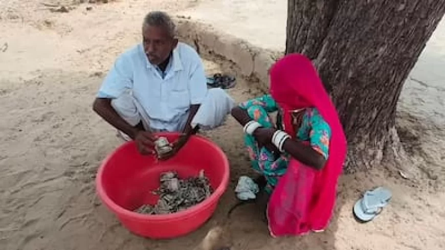 Rajasthan News: बालोतरा में अजीबोगरीब हादसा: किसान की मेहनत की कमाई चट कर गई दीमक, जमीन में छुपाकर रखे थे 5 लाख रुपये