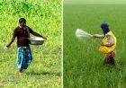 कोटा, दौसा, टोंक, सवाई माधोपुर.... राजस्थान के 11 और जिलों के किसानों के लिए खुशखबरी; खाद के लिए नई व्यवस्था लागू